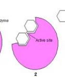 CÁC YẾU TỐ ẢNH HƯỞNG TỚI HOẠT TÍNH XÚC TÁC CỦA ENZYME