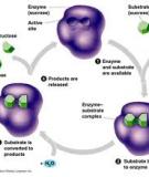 Tính đặc hiệu của enzyme