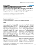 Báo cáo y học: "NADPH-oxidase-driven oxygen radical production determines chondrocyte death and partly regulates metalloproteinase-mediated cartilage matrix degradation during interferon-γ-stimulated immune complex arthritis"