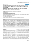 Báo cáo y học: "Insights into spatial configuration of a galactosylated epitope required to trigger arthritogenic T-cell receptors specific for the sugar moiety"