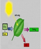 Giáo án sinh học 11 nâng cao