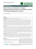 Báo cáo y học: " Biomechanical modulation of collagen fragment-induced anabolic and catabolic activities in chondrocyte/agarose constructs"