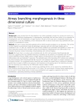 Báo cáo y học: " Airway branching morphogenesis in three dimensional culture"