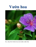 Vườn hoa 