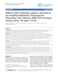 Báo cáo thú y: " DNA methylation patterns detected by the Amplified Methylation Polymorphism Polymerase Chain Reaction (AMP PCR) technique among various cell types of bulls"