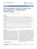 Báo cáo khoa học: "Borrelia burgdorferi sensu lato in Ixodes ricinus ticks collected from migratory birds in Southern Norway"