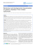 Báo cáo khoa học: " Biochemical and developmental characterization of carbonic anhydrase II from chicken erythrocytes"