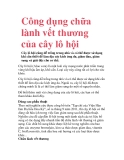 Công dụng chữa lành vết thương của cây lô hội