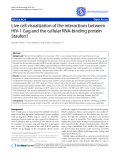 Báo cáo y học: "  Live cell visualization of the interactions between HIV-1 Gag and the cellular RNA-binding protein Staufen1"