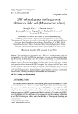 Báo cáo khoa hoc:"SRY-related genes in the genome of the rice ﬁeld eel (Monopterus albus)"