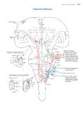 Neuroanatomy atlas of structures sections systems - part 7