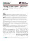 Damaged DNA-binding protein 2 (DDB2) protects against UV irradiation in human cells and Drosophila