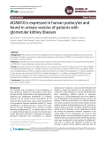 ADAM10 is expressed in human podocytes and found in urinary vesicles of patients with glomerular kidney diseases