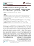 hnRNP A1 interacts with the genomic and subgenomic RNA promoters of Sindbis virus and is required for the synthesis of G and SG RNA