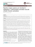 Reactive oxygen species are involved in regulating a1-adrenoceptor-activated vascular smooth muscle contraction