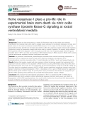 Heme oxygenase-1 plays a pro-life role in experimental brain stem death via nitric oxide synthase I/protein kinase G signaling at rostral ventrolateral medulla