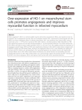 Báo cáo y học: " Over-expression of HO-1 on mesenchymal stem cells promotes angiogenesis and improves myocardial function in infarcted myocardium"