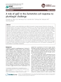 Báo cáo y học: "A role of ygfZ in the Escherichia coli response to plumbagin challenge"