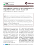 Báo cáo y học: "Protein kinases modulate store-operated channels in pulmonary artery smooth muscle cells"