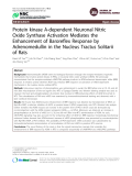 Báo cáo y học: " Protein kinase A-dependent Neuronal Nitric Oxide Synthase Activation Mediates the Enhancement of Baroreflex Response by Adrenomedullin in the Nucleus Tractus Solitarii of Rats"