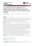 Báo cáo y học: "Immunohistochemical localization of mu opioid receptor in the marginal division with comparison to patches in the neostriatum of the rat brain"