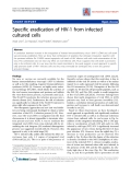 Báo cáo y học: "Specific eradication of HIV-1 from infected cultured cells"