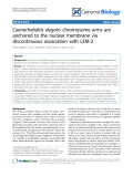 Báo cáo y học: "Caenorhabditis elegans chromosome arms are anchored to the "