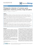 Báo cáo y học: "Phylogenetic detection of numerous gene duplications shared by animals, fungi and plants"