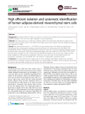 Báo cáo y học: " High efficient isolation and systematic identification of human adipose-derived mesenchymal stem cells."