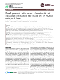 Báo cáo y học: " Developmental patterns and characteristics of epicardial cell markers Tbx18 and Wt1 in murine embryonic heart"