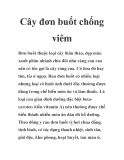 Cây đơn buốt chống viêm