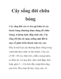 Cây sống đời chữa bỏng