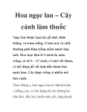 Hoa ngọc lan – Cây cảnh làm thuốc