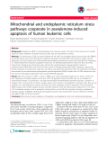 báo cáo khoa học: "Mitochondrial and endoplasmic reticulum stress pathways cooperate in zearalenone-induced apoptosis of human leukemic cells"