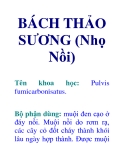 BÁCH THẢO SƯƠNG (Nhọ Nồi)