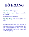 BỒ HOÀNG