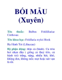 BỐI MẪU (Xuyên)