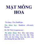 MẬT MÔNG HOA