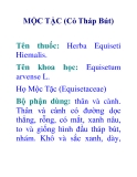 MỘC TẶC (Cỏ Tháp Bút)