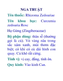 NGA TRUẬT