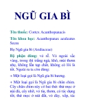 NGŨ GIA BÌ