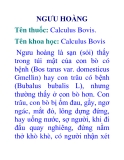 NGƯU HOÀNG