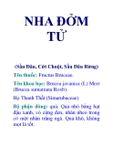 NHA ĐỞM TỬ