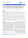 báo cáo khoa học: "In vivo observation of gold nanoparticles in the central nervous system of Blaberus discoidalis"