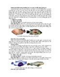 Những loại bệnh thông thường trên cá rô phi và biện pháp phòng trị