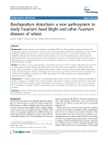 báo cáo khoa học: "Brachypodium distachyon: a new pathosystem to study Fusarium head blight and other Fusarium diseases of wheat"