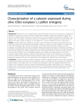 báo cáo khoa học: "Characterization of a caleosin expressed during olive (Olea europaea L.) pollen ontogeny"