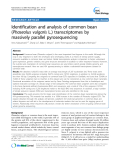 báo cáo khoa học: " Identification and analysis of common bean (Phaseolus vulgaris L.) transcriptomes by massively parallel pyrosequencing"