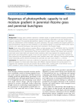 báo cáo khoa học: "  Responses of photosynthetic capacity to soil moisture gradient in perennial rhizome grass and perennial bunchgrass"