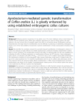 báo cáo khoa học: " Agrobacterium-mediated genetic transformation of Coffea arabica (L.) is greatly enhanced by using established embryogenic callus cultures"